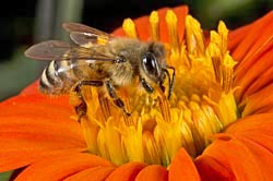 bee on tithonia 2 thumbnail graphic